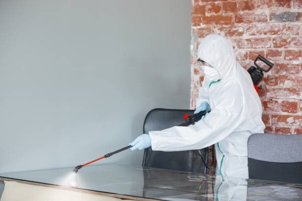 Best Mold Odor Removal Services in USA